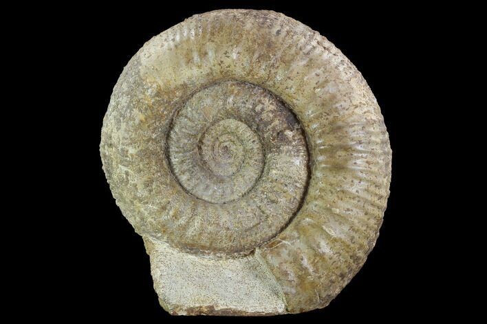 Stephanoceras Ammonite - Dorset, England #93910